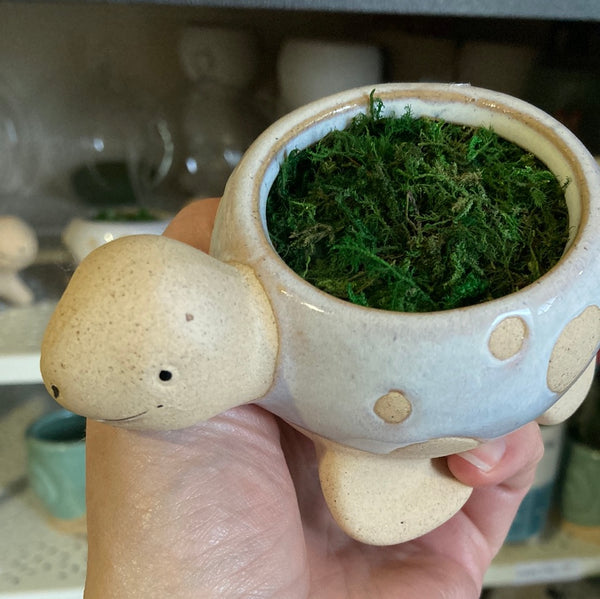 Small Turtle - imperfect with Little Blooms