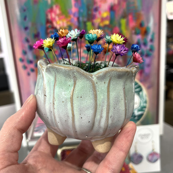 Tulipa