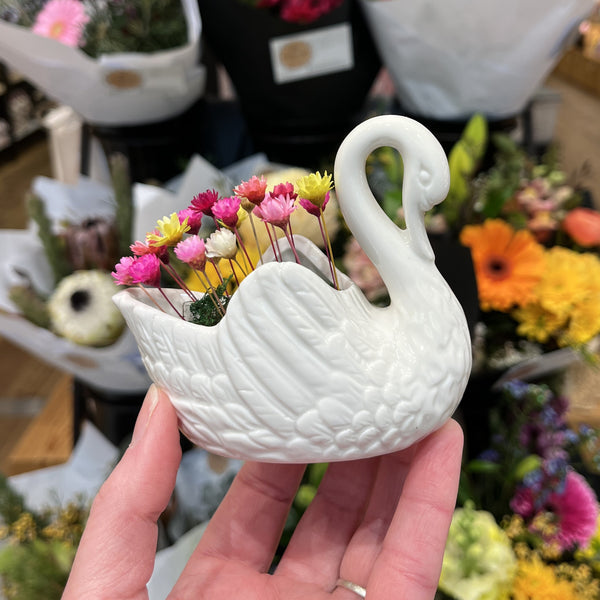 Swan