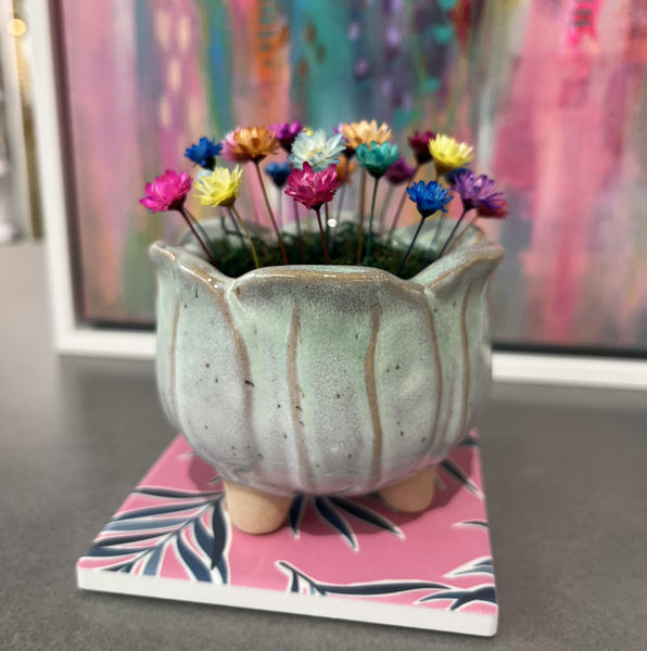 Tulipa