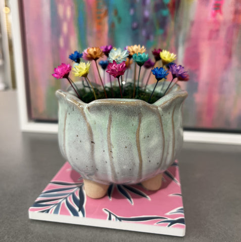 Tulipa